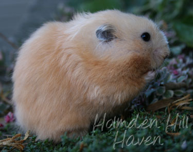 Amber- Black Eyed Cream Black Longhaired Syrian Hamster